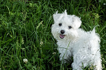 little maltese dog standing in the grass