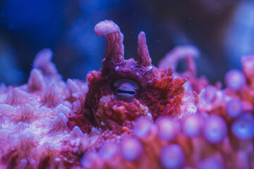 Octopus in aquarium, Octopus eye closeup
