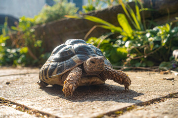 A pet Hermann Tortoise on a garden patio in the sun.