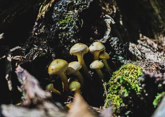 Mushrooms in the forest