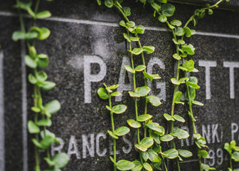 Green ivy on a grave