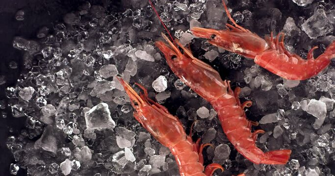 OVERHEAD VIEW SUPER SLOW MOTION Three fresh scampi shrimps falling on an ice pile. Shot with high speed camera, 420 FPS