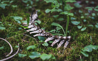 Animal backbone in grass