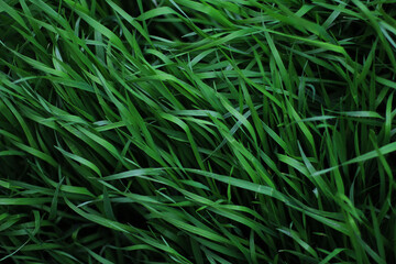 green young grass bent in the wind