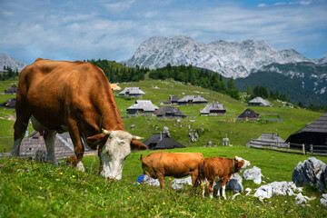 Fototapeta na wymiar The cows enjoy in the grass. Brown cows on the meadow. Beautiful Slovenia nature. 