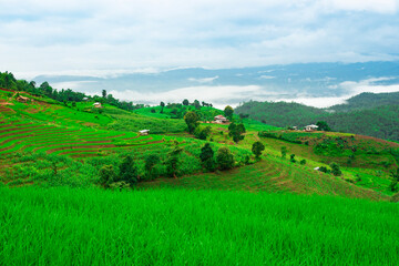 Fototapeta na wymiar landscape with green field and blue sky at Ban Pa Pong Piang, Chiang Mai where is the most beautiful rice terraces filed of Thailand
