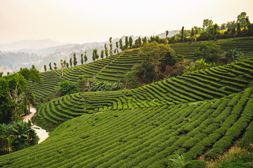 Mountain view accommodation in the middle of tea plantation at Mae Salong, Chiang Rai, Thailand.