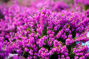 Heidepflanzen im Frühling in der Lüneburger Heide