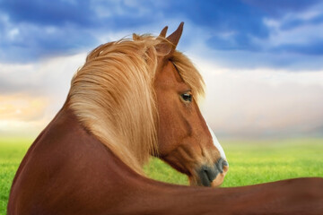 portrait of a horse