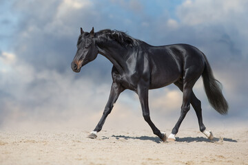 Black stallion run on desert dust against blue background