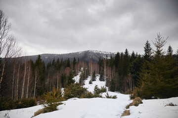 Falling snow and mountain peaks covered with snowflakes. Early spring in mountains. Carpathians, Ukraine.