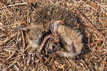 hedgehog mammal star accidents corpse