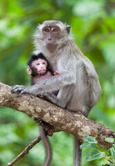 Cub of a monkey with mother on a tree branch against foliage