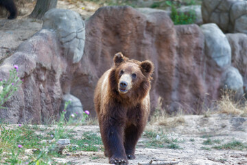 Fototapeta premium Big Kamchatka brown bear among stones