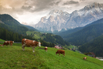 Fototapeta na wymiar Herd of cows in a meadow in the Alps on summer day , Italy