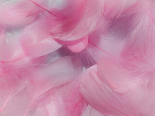 Beautiful abstract light pink feathers on white background,  white feather frame on pink texture...