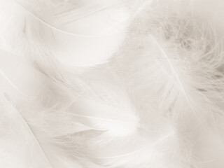 Obraz premium Beautiful abstract black feathers on white background and soft white feather texture on white texture pattern, dark theme wallpaper, gray feather background, gray banners, white gradient