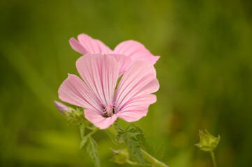 Soft pink beautiful flowers