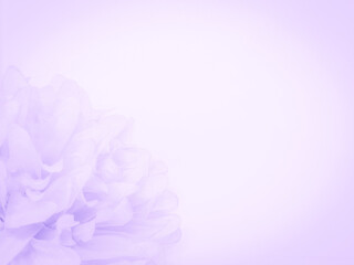Beautiful abstract light purple flowers on white background, white flower frame,  purple leaves texture, gray background, valentines day, love theme, purple gradient texture