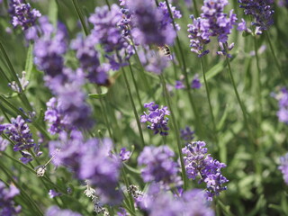 Biene in Lavendelblüten