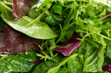 salad mix of fresh herbs, arugula, chard, spinach in a plate on a white background, close-up