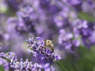 Biene in Lavendelblüten