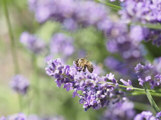 Biene in Lavendelblüten