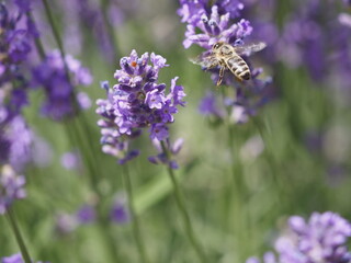 Biene in Lavendelblüten