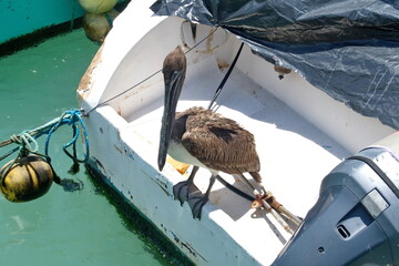 Brown pelican (Pelecanus occidentalis) on the stern of a fishing boat in Puerto Ayora, Santa Cruz...