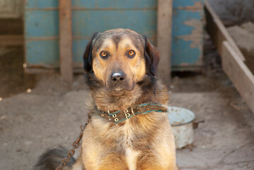 Portrait of a yard dog on a chain.