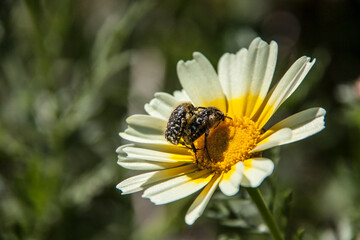 reproduction in spring flower
