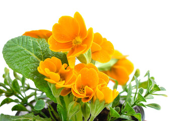 Blossom of primula flowers isolated on white background. Spring floral background