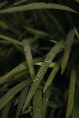 Detail photograph of a few drops of water from the dew on the leaves of tropical plants