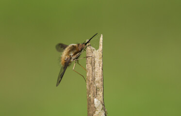 A Dark-edged Bee-fly, Bombylius major, perched on a twig.