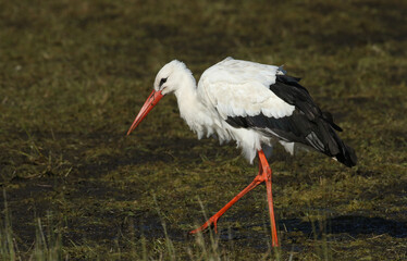 A rare White Stork, Ciconia ciconia,  feeding in a flooded field in the UK. 