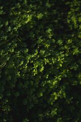 Fototapeta na wymiar Photography with 50 mm field of clovers 
