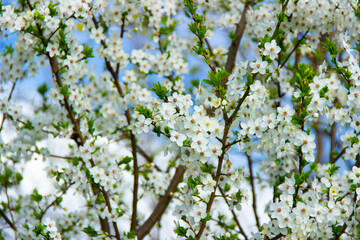 Spring flowering trees with white flowers in the garden against the blue sky. Spring background, toned