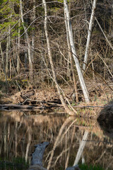 Trees on the forest river bank on a sunny spring day