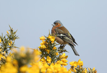 A stunning male Chaffinch, Fringilla coelebs, perched on a Gorse bush in flower in springtime.