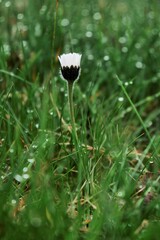 Geschlossenes Gänseblümchen in einer Wiese nach einem Regenschauer.