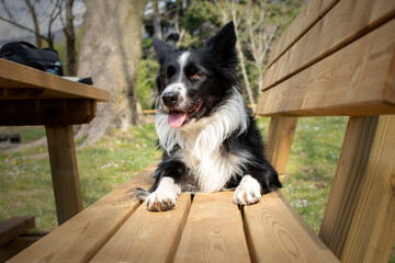 A cute border collie puppy reflects on existence lying on a wooden bench in the park.

