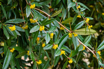 Flowering bush of barberry Berberis soulieana in Southern Cultures Arboretum. Narrow evergreen leaves and yellow flowers. Close-up. Spring. Sirius (Adler) Sochi.