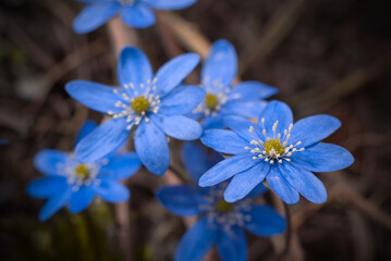 blue flowers of hepatica nobilis