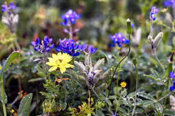 Fototapeta premium flowers in the field