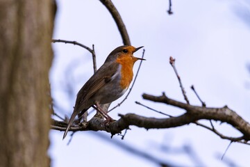 A small european robin or otherwhise known as a erithacus rubecula or robin redbreast bird sitting on a branch of a tree. The animal was just singing or chirping with its beak wide open.