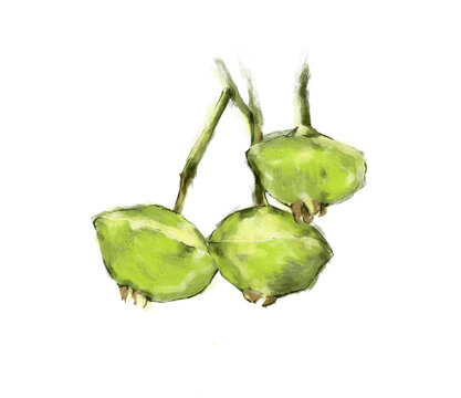 Cambuci is a tropical fruit tree native to the Atlantic Forest. Exotic fruit from Brazil. The species was at risk of extinction as it was heavily exploited. Isolated on background. 