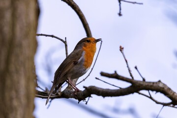 A small european robin or otherwhise known as a erithacus rubecula or robin redbreast bird sitting on a branch of a tree. The animal is looking in front of it with its beak slightly opened.