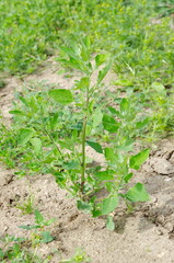 Atriplex plant grows in a meadow on a summer day