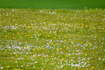 Wiese mit Löwenzahn Blumen im Frühjahr