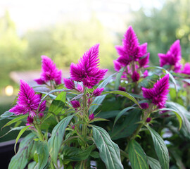 beautiful spikes of celosia argentea tropical plant with bright violet flowers and dark green leaves ,leaves and flowers are edible 